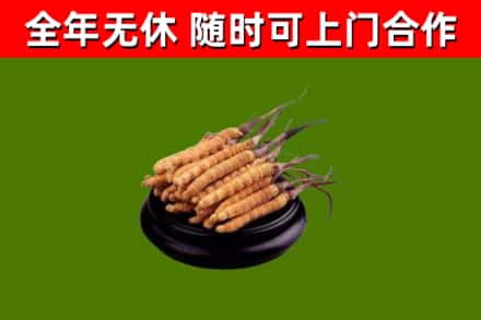 古田回收冬虫夏草